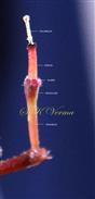  Mature cyathium
